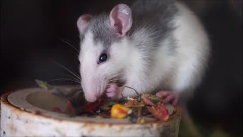 The mouse eats his food with great pleasure...!