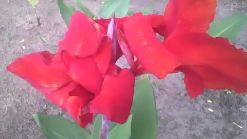 Pretty red canna indica in the park, a very beautiful flower [Nature & Animals]