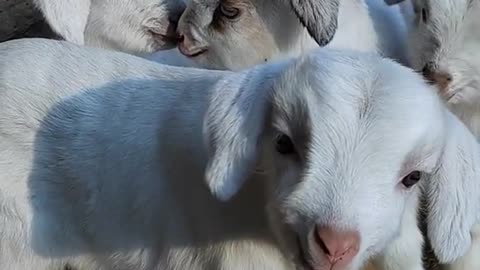 Funny Babby of Goat