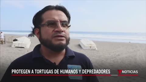 Así protegen a miles de huevos de tortuga del tráfico ilegal en México | Noticias Telemundo