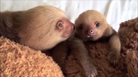 Baby Sloths Bein sloths_funniest compilation