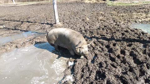 Spotty has her first bath of the year in ice cold water.