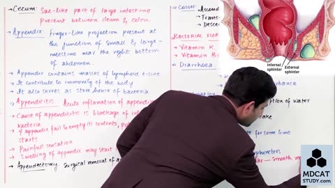 LEC#14 LARGE INTESTINE