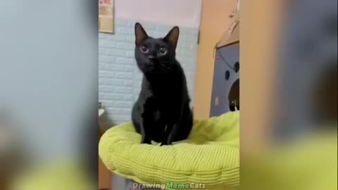 funniest cat memes 2023😂😹😻part1 animals funniest video😻😹