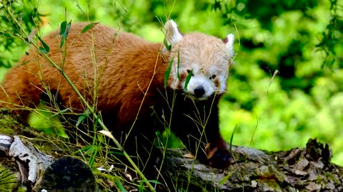 lesser panda