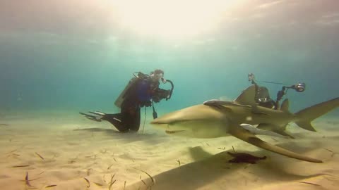 Friendly Little Lemon Shark