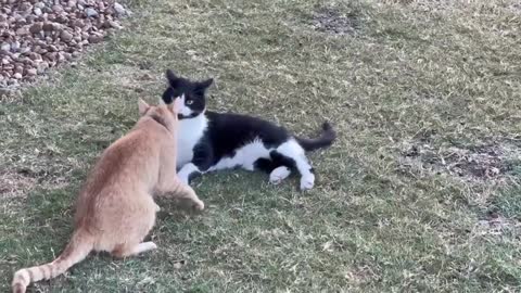 Fawful things are happening to cats as they're disbelief in the strange behavior of their friends.