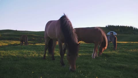 Icelandic horses in field during sunset