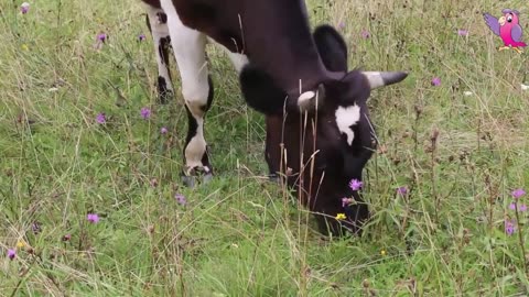 COW VIDEO 🐮🐄 COWS MOOING AND GRAZING IN A FIELD