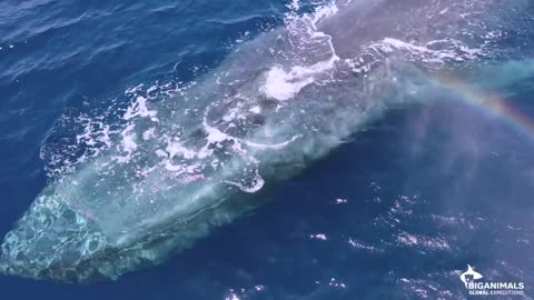 Blue Whales and Sperm Whales in Timor Leste