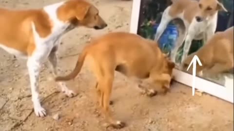 Mirror prank for dog hilarious reaction