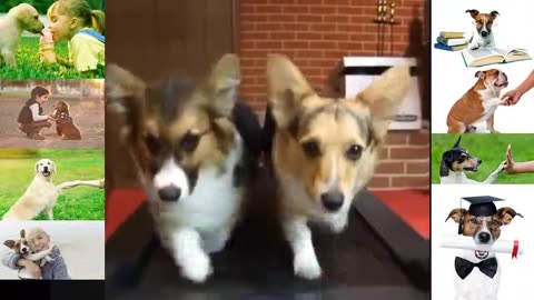 Dogs funny video