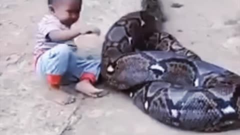 BRAVE BOY PLAYS WITH A FEARSOME AND DANGEROUS ANACONDA 😱😱😱😱