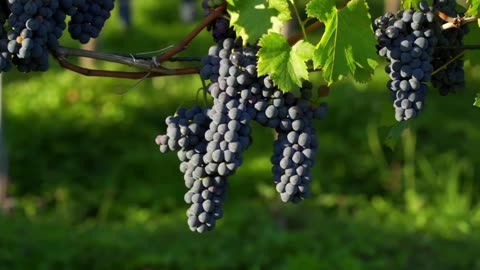 Amazing grapes tree