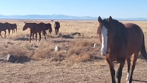 Free range horses, stallion