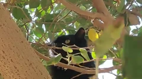 A small black tiger on a tree branch