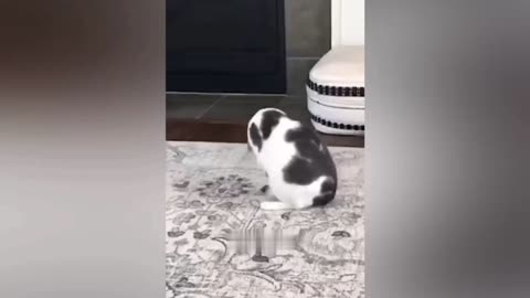 Amazing Tricks and Talents of Dogs and Cats