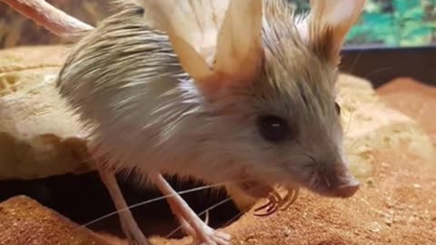 Jerboa | The Real Life Pokemon