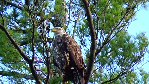 Juvenile Eagle