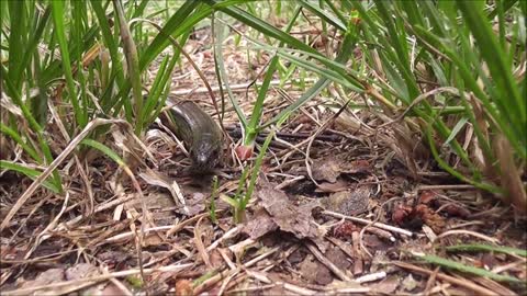 snakes in the rein and forest