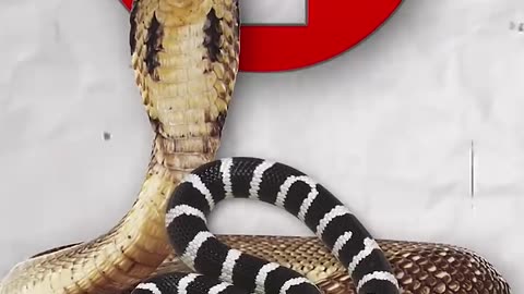 Snake bite