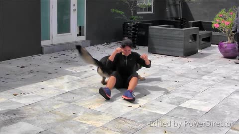 Guard Dog Training Step by Step 2023