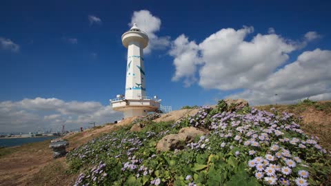 슬도등대 해국