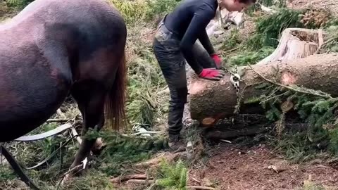 The Funniest Horse Moments