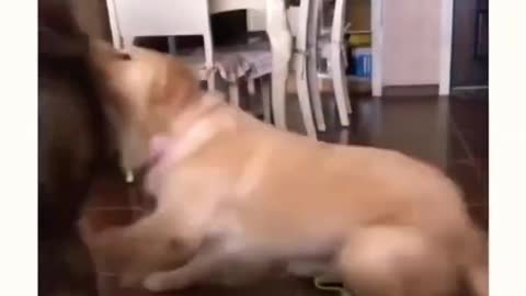 Cat slaps dog!😂😂