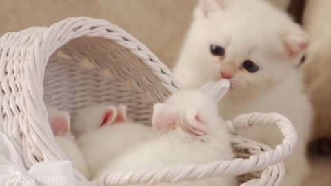 White kitten and white tiny bunnies ð° | It's so Ð¡ute! ð¥°