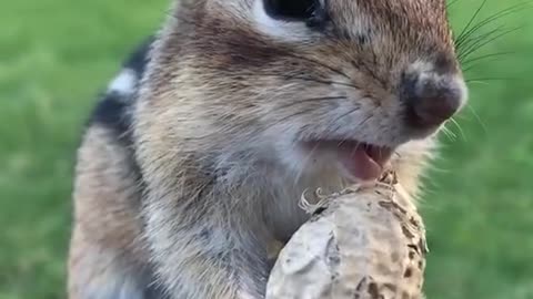 Charlie The Chipmunk 3