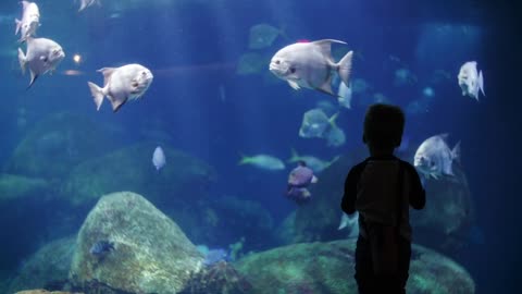 boy watching the fishes in an aquarium。