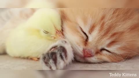 Kitten sleeps sweetly with the Chicken 🐥👶👶👶