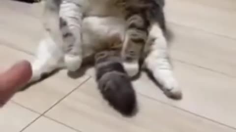 Cut cat funny video 😅😅