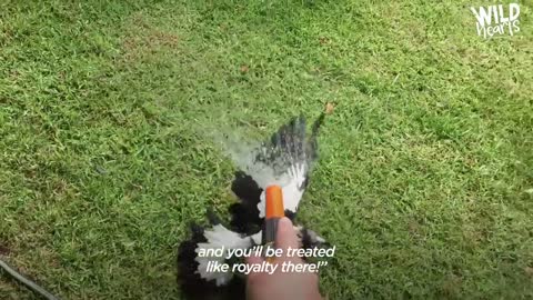 Woman Gives Toys to a Wild Magpie — and He Invites His Friends Over to Play _ The Dodo Wild Hearts