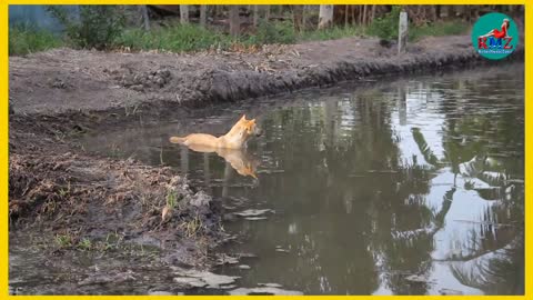 The best active dog that plays and swims freely in the sea