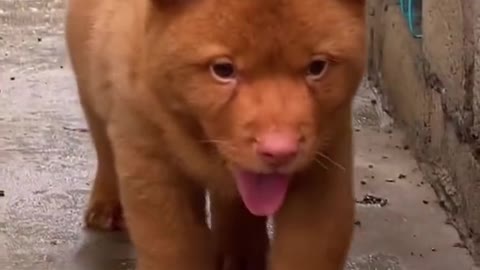 Beautiful puppies video