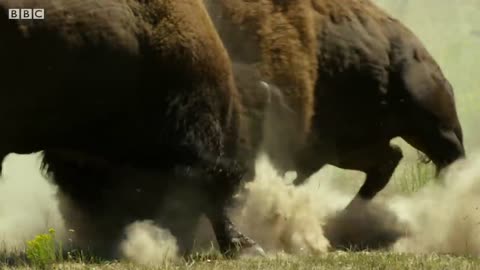 Bison Fight for Mating Rights |