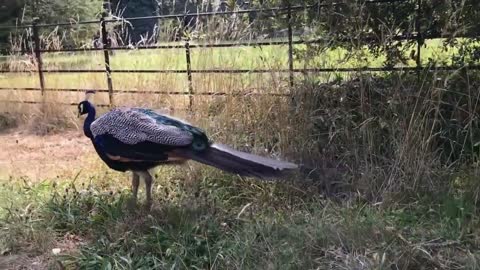 Peacock Dance and Sound