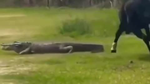 😳Horse🐎 vs crocodile 🐊😳