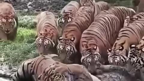 Tiger VS Tiger