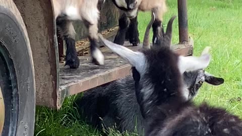 Pygmy Goat Sisters Butt Heads