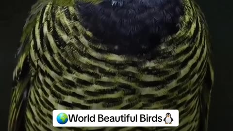 World beautiful birds