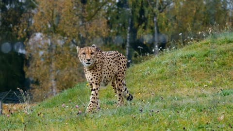 Wild cheetah