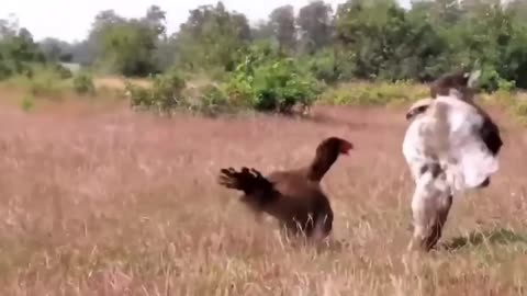 9 SERANGAN AYAM KE BURUNG ELANG