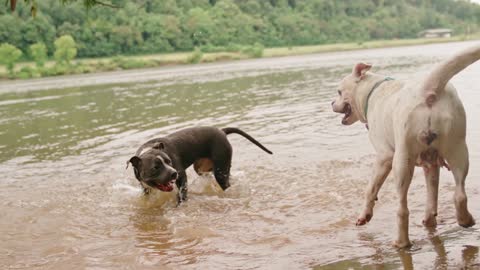 dog playing