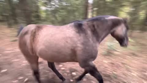 Horse kicks tree, farts on dogs then runs away.