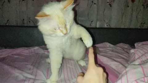 the cat is playing with the hand