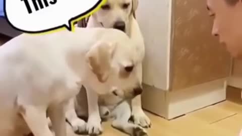 funny dog playing new game