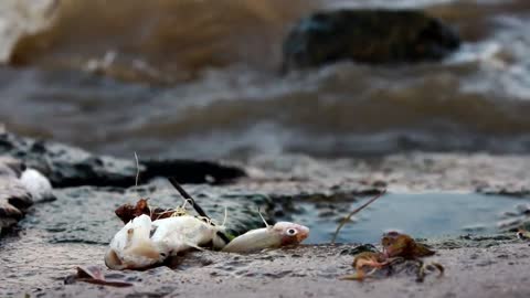 dead fish on polluted shore